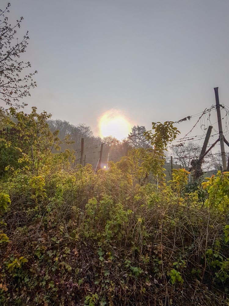 20190414_NF_Blütenwegsfest_Sabine (11).jpg