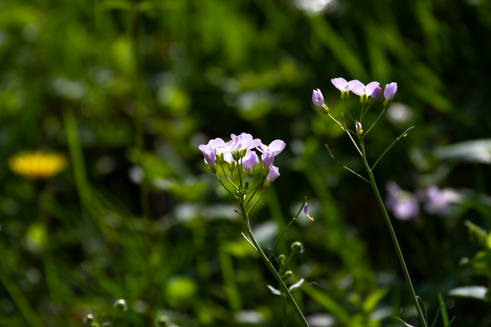 20190501 1. Mai-Feier_Karl-6-2.jpg