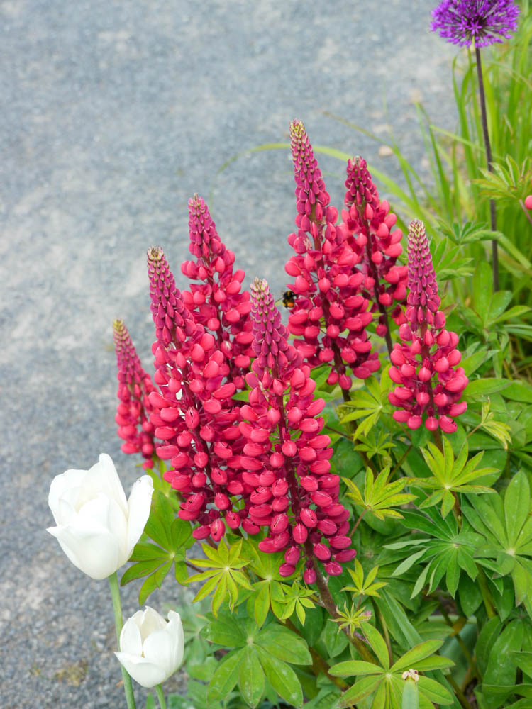 20190519 NF_Buga_Anke-85.jpg