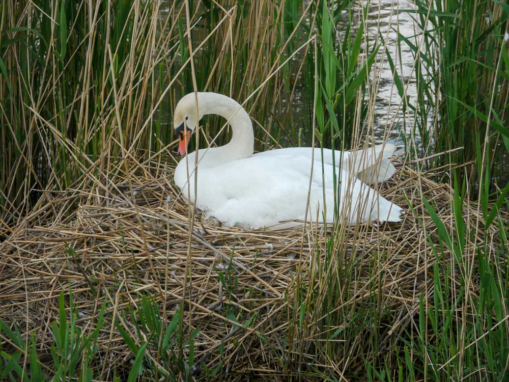 20190519 NF_Buga_Anke-99.jpg