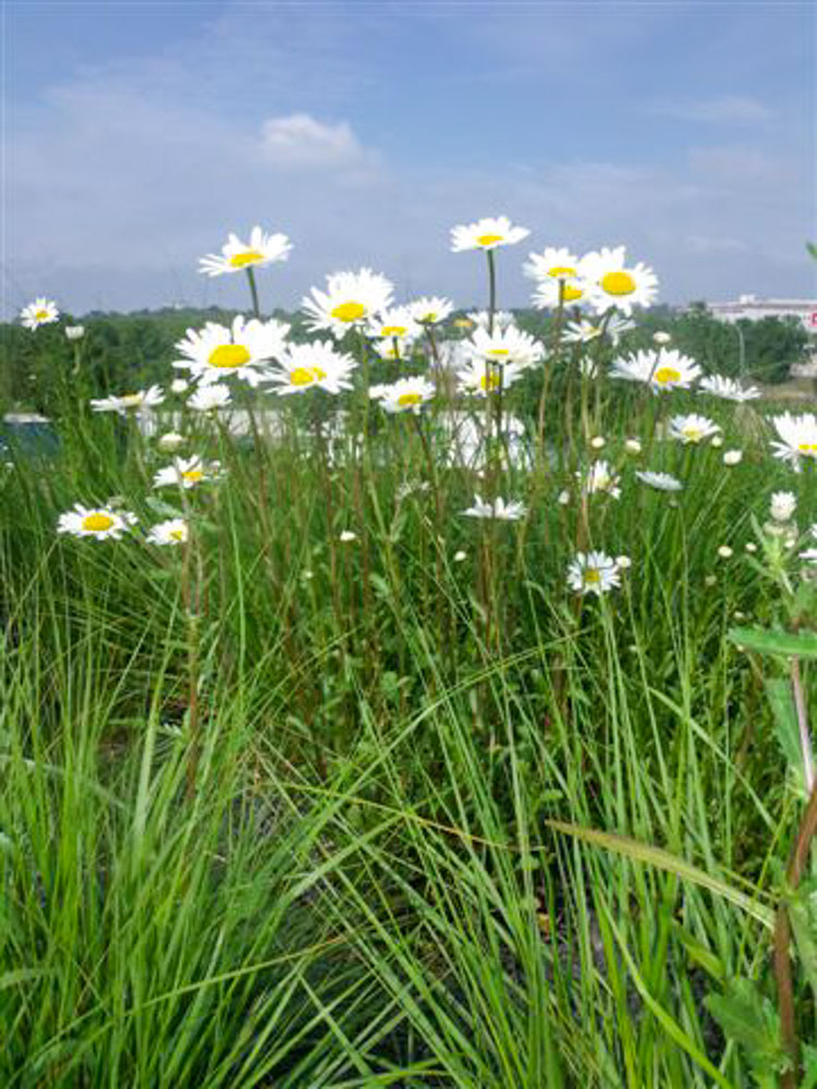 20190519 NF_Buga_Christel-4.jpg