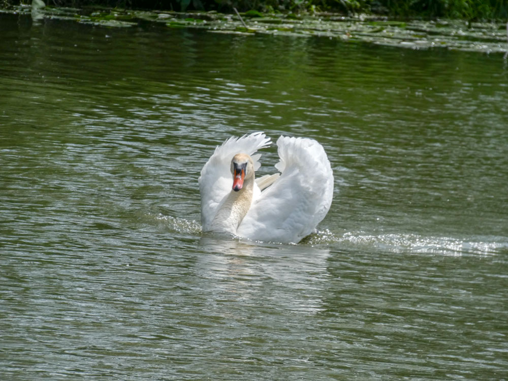 20190531 NF_Paddeln Lippe_Johannes-3.jpg