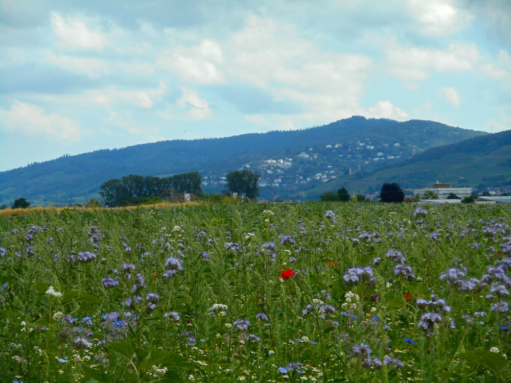 20190623 Wanderung ins Blaue_Anke-13.jpg