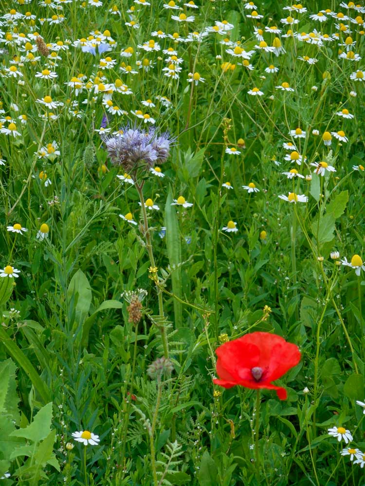 20190623 Wanderung ins Blaue_Anke-14.jpg
