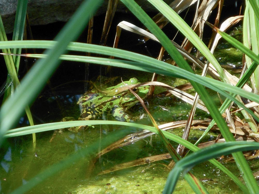 20190623 Wanderung ins Blaue_Anke-24.jpg