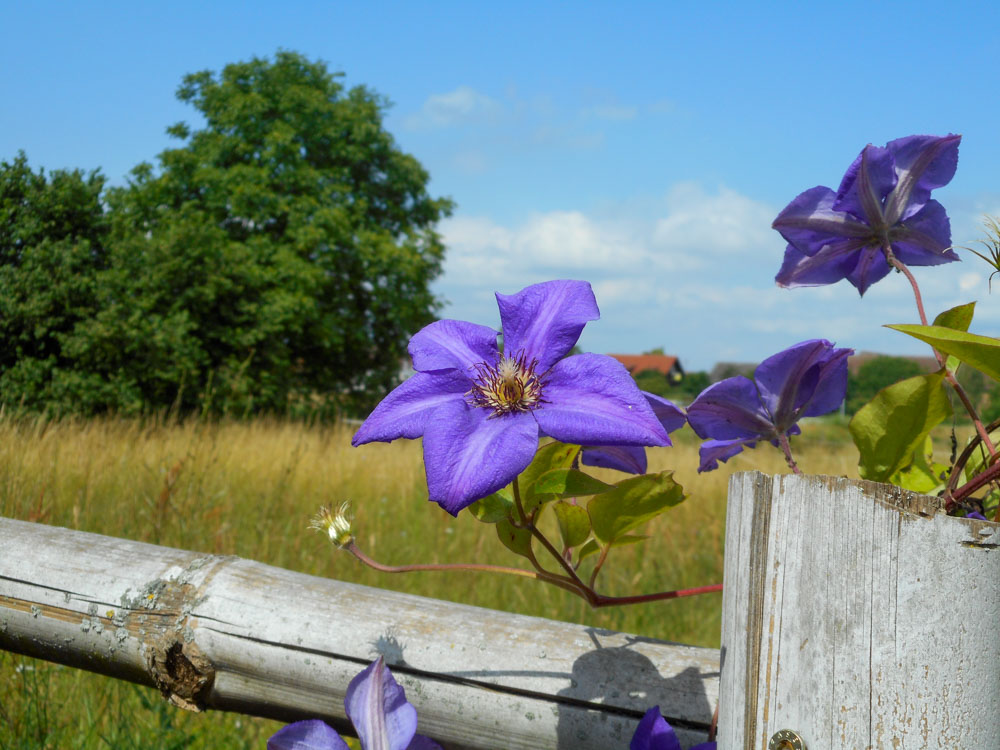 20190623 Wanderung ins Blaue_Anke-25.jpg