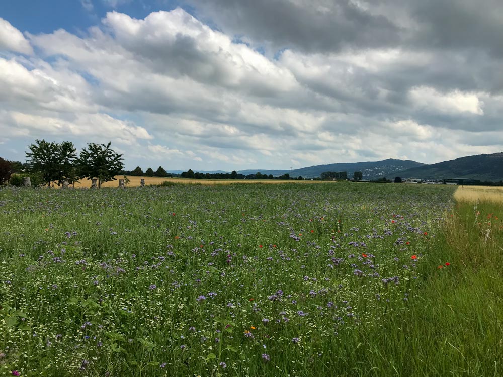 20190623 Wanderung ins Blaue_Christine-4.jpg