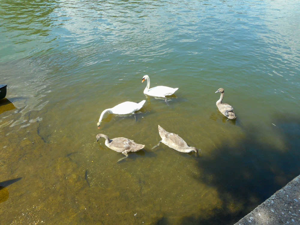 20190719 NF_Paddeln im Bezirksachter_Anke-15.jpg