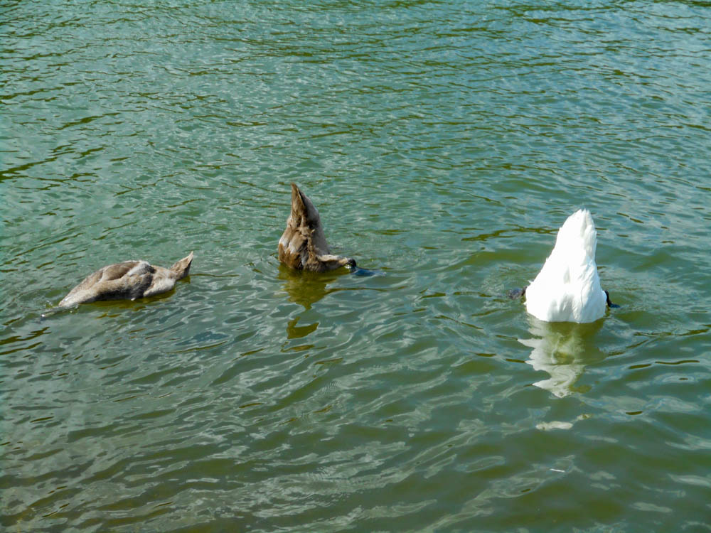 20190719 NF_Paddeln im Bezirksachter_Anke-20.jpg