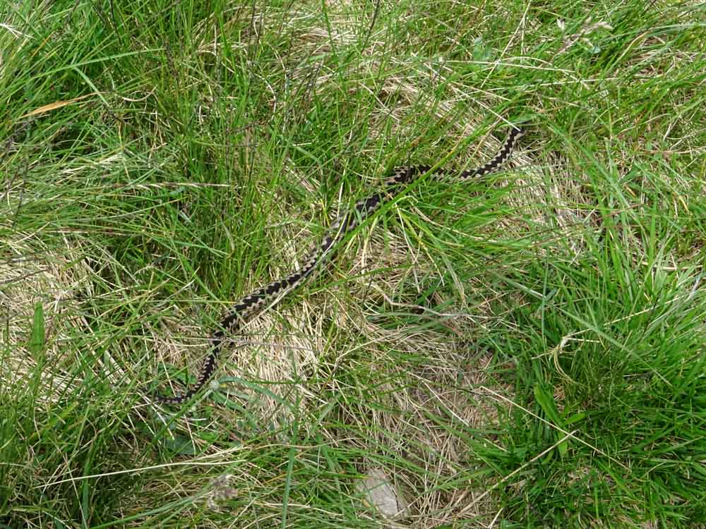 20190805 NF_Ortler_Sascha-30.jpg