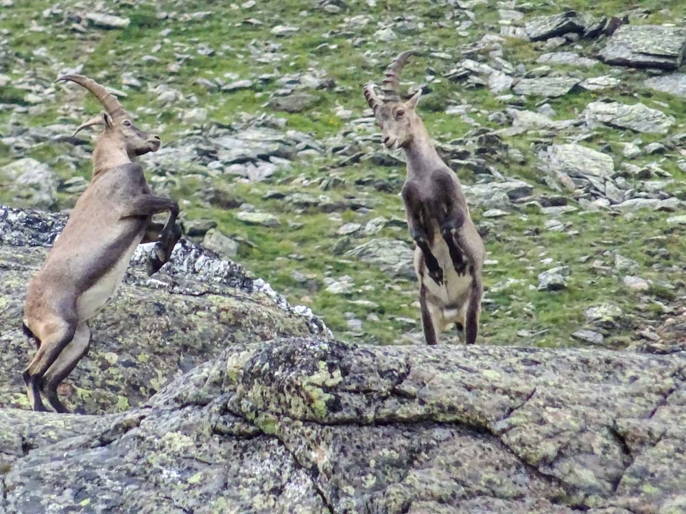 20190805 NF_Verwall_Sascha-30.jpg