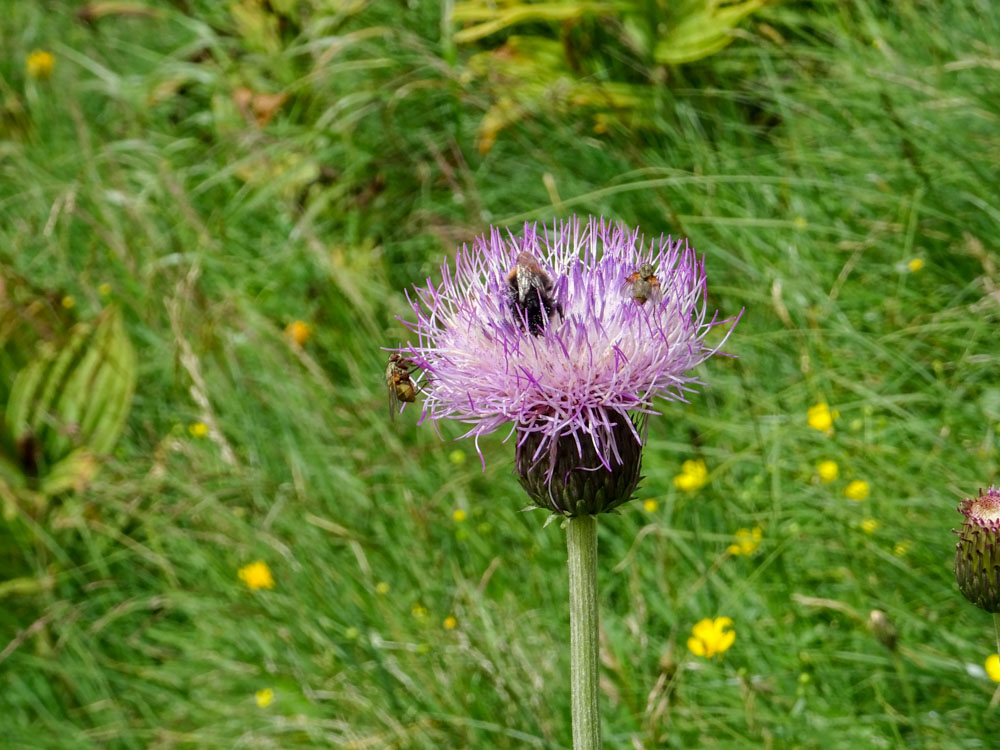 20190805 NF_Verwall_Sascha-94.jpg