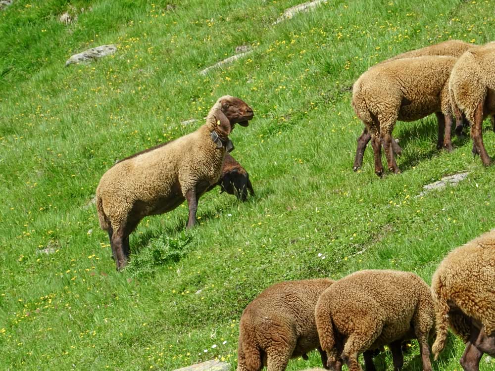 20190805 NF_Verwall_Sascha-153.jpg