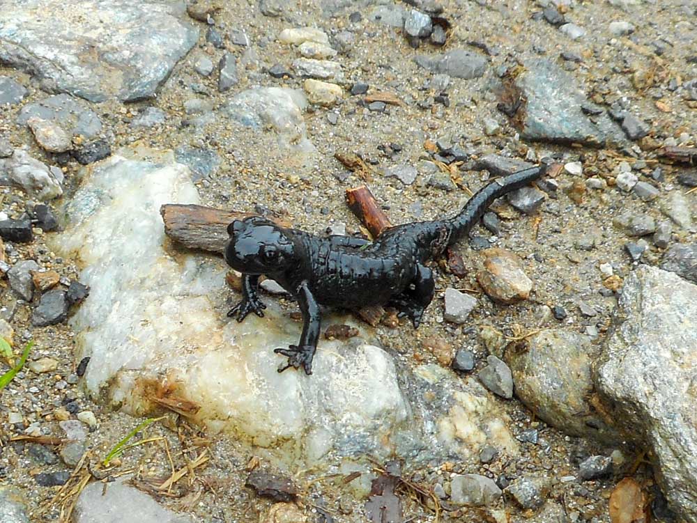 20190808 NF_Verwall_Anke-37.jpg