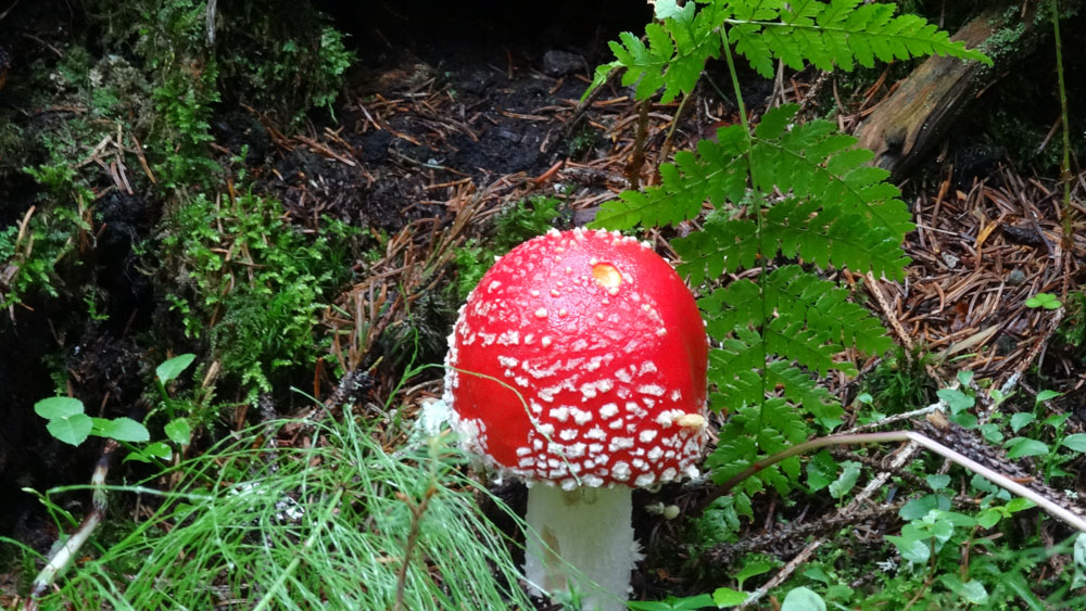 20190905 NF Montafon_Heinz-61.jpg