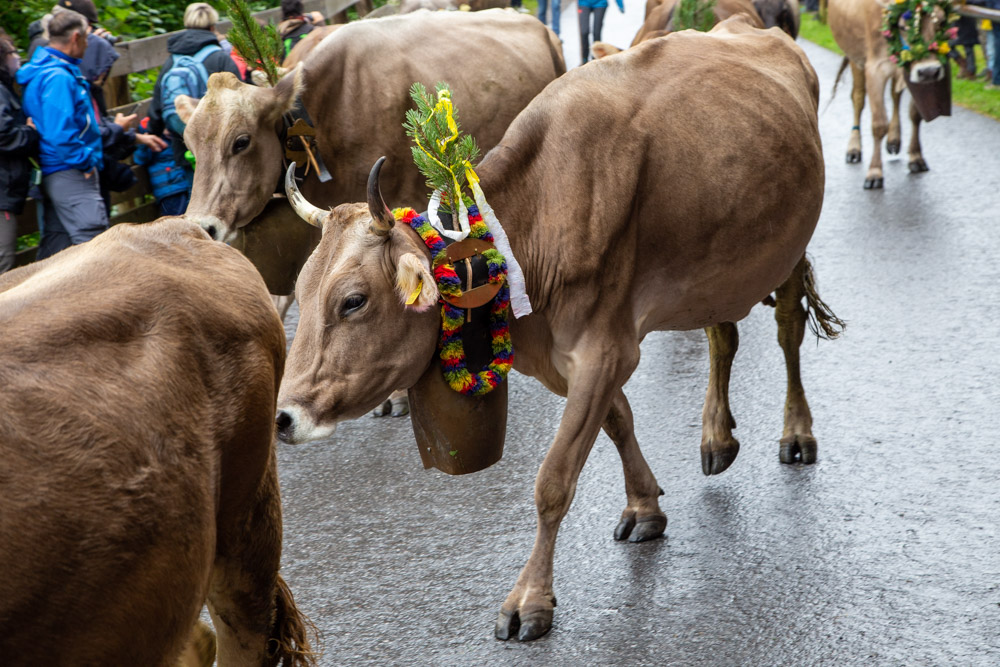 20190905 NF Montafon_Karl-22.jpg