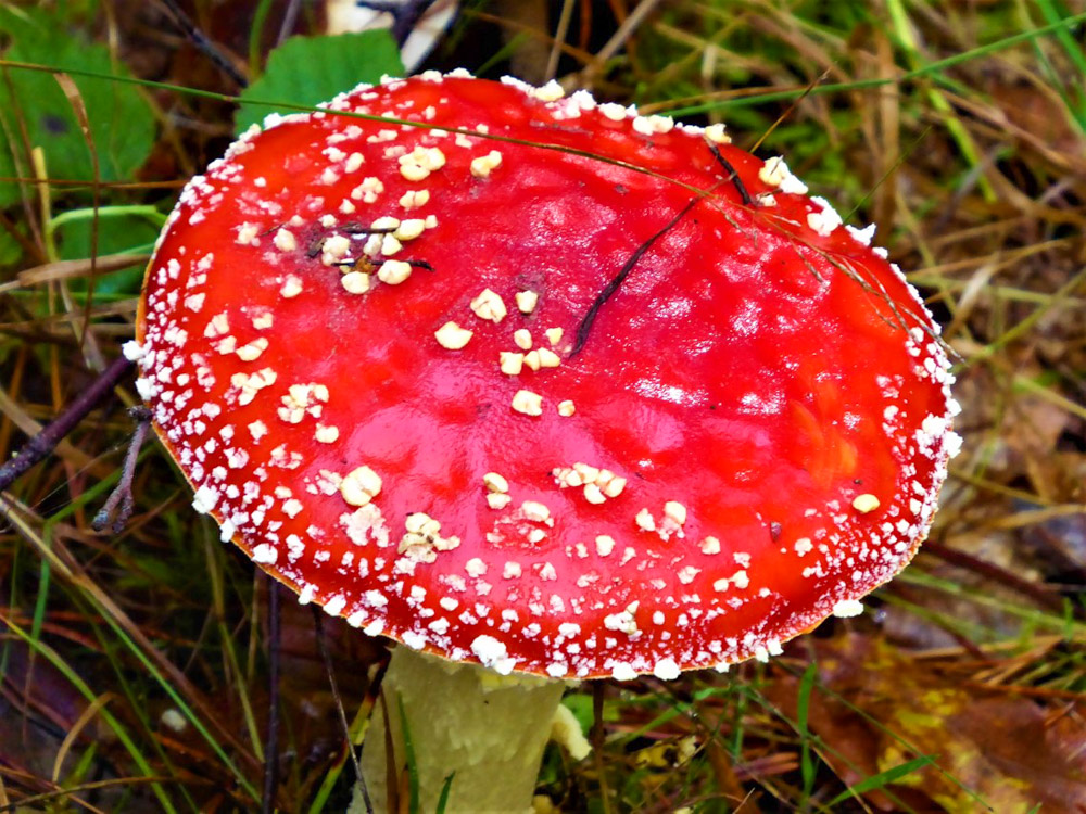 20191020 Pfalzwanderung_Peter-27.jpg