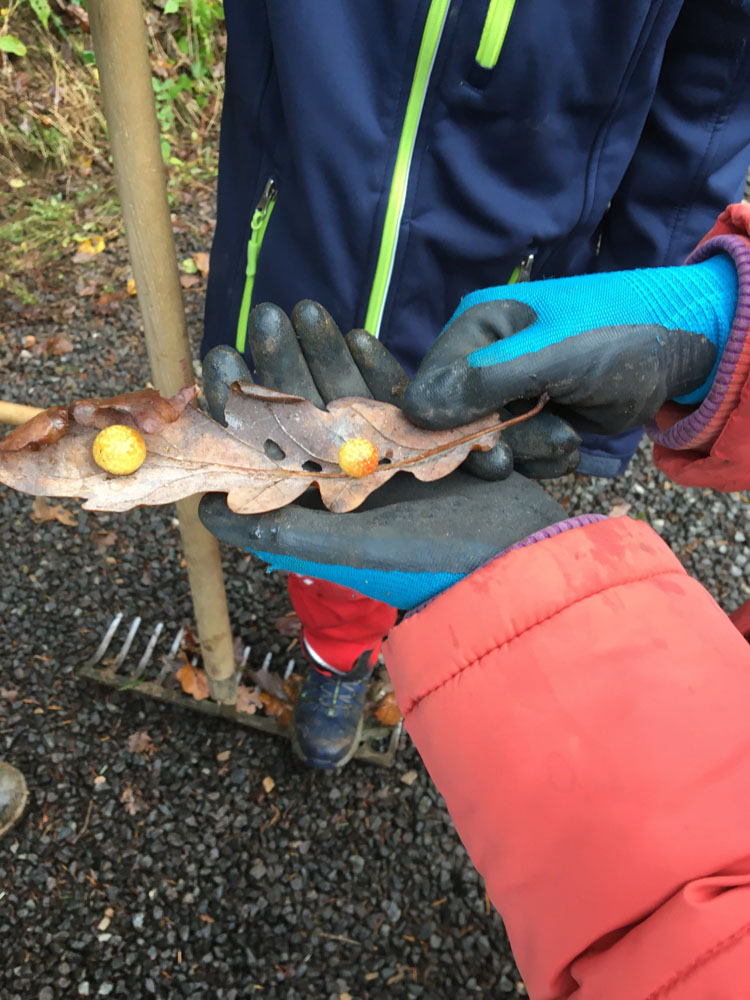 20191109 NF_Arbeitseinsatz_Michael-22.jpg