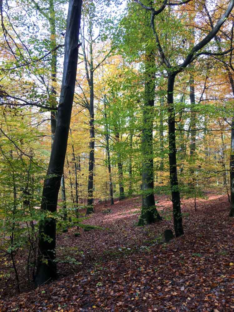 20191109 NF_Arbeitseinsatz_Michael-33.jpg