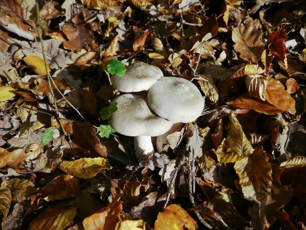 20191101 NF_letzte Einkehr_Anke-2.jpg