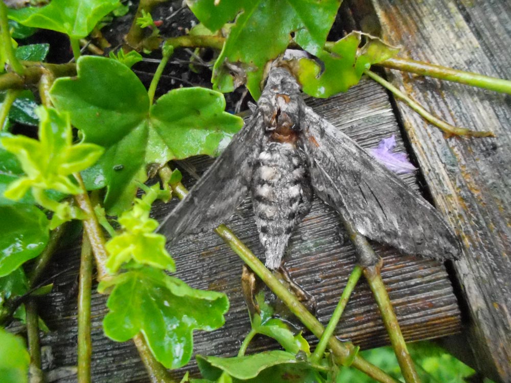 20190905 NF_Montafon_Christel-9.jpg