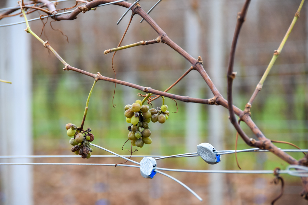 20191208 Tierweihnacht_Manu-2.jpg