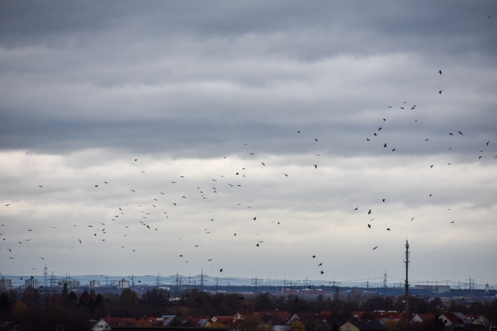 20191208 Tierweihnacht_Manu-23.jpg