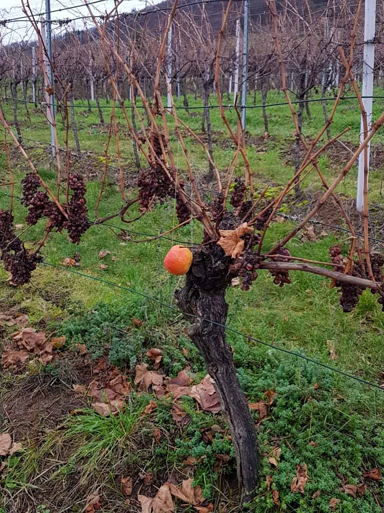 20191208 Tierweihnacht_Sabine-11.jpg