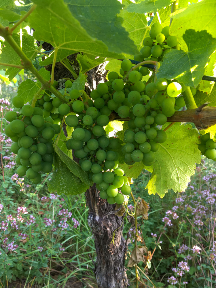 20200709 Kubb_Manu-16.jpg