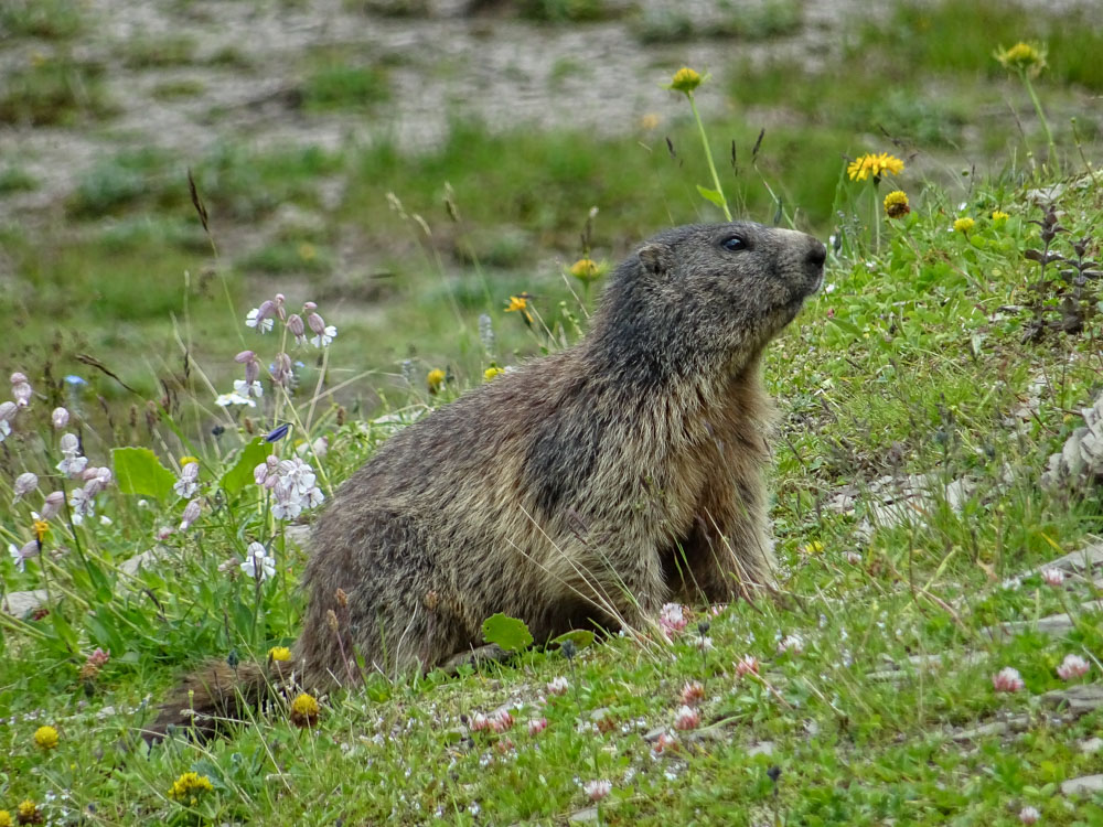 20200806 NF_Lechquellgebirge_Sascha-26.jpg