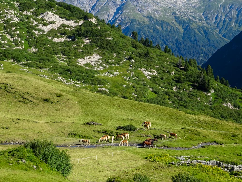 20200806 NF_Lechquellgebirge_Sascha-71.jpg