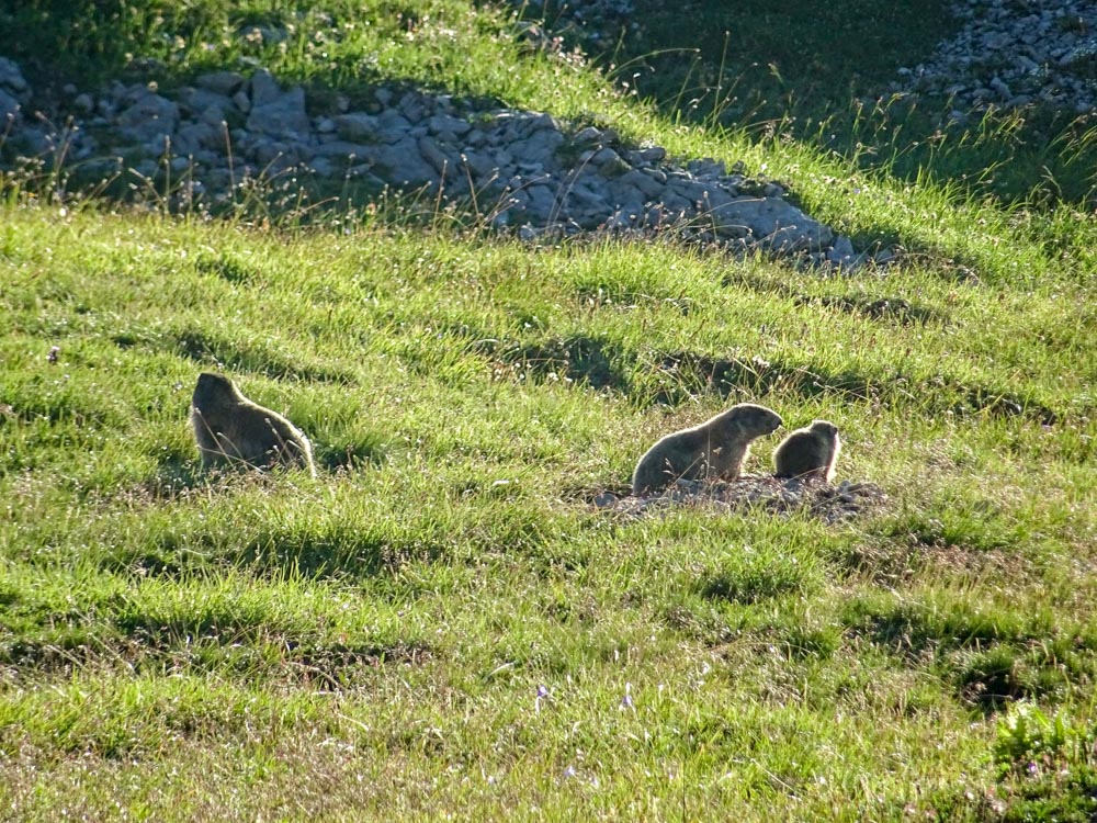 20200806 NF_Lechquellgebirge_Sascha-150.jpg