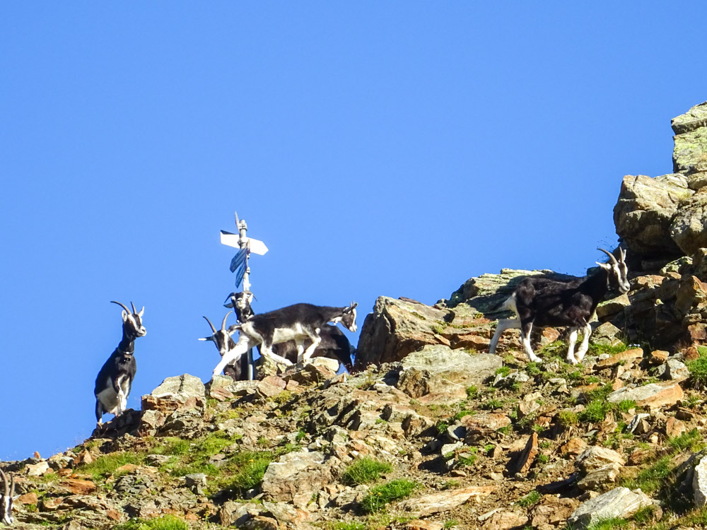 20200824 NF_Piz Bernina_Sascha-8.jpg