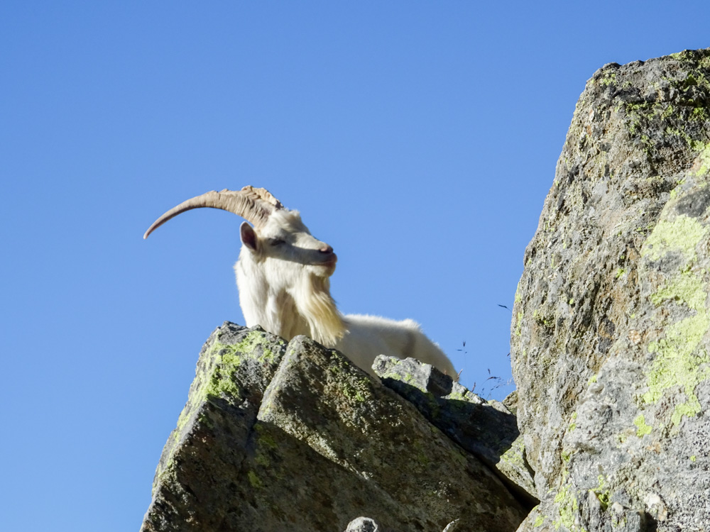 20200824 NF_Piz Bernina_Sascha-10.jpg