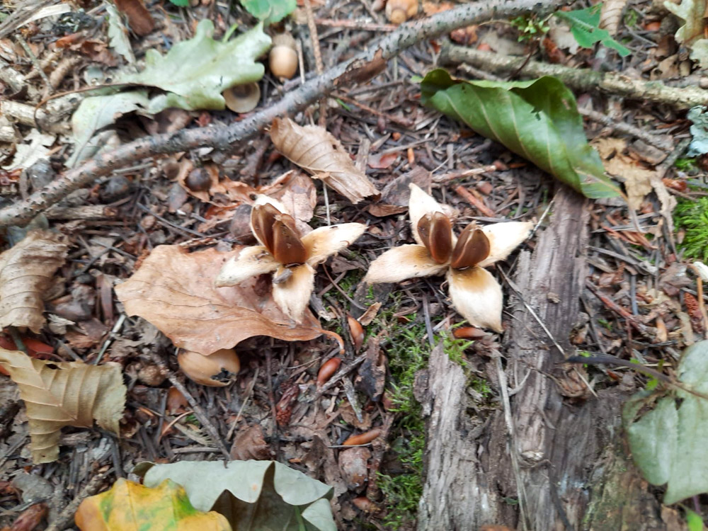 20200905 NF_Rund um Schriesheim_Anke-6.jpg