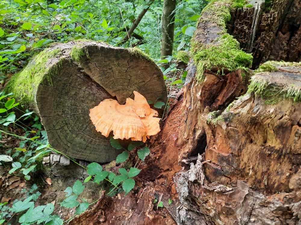 20200905 NF_Rund um Schriesheim_Anke-9.jpg