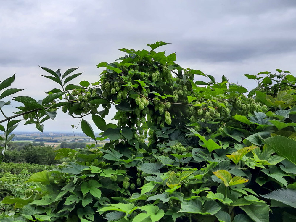 20200905 NF_Rund um Schriesheim_Anke-11.jpg