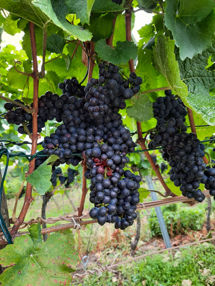 20200905 NF_Rund um Schriesheim_Anke-12.jpg