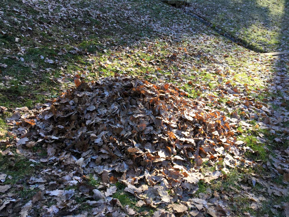 20210306 NF_Kleiner Arbeitseinsatz_Manuela-8.jpg