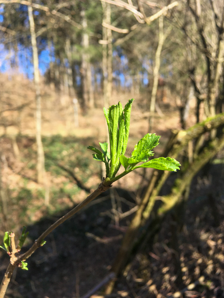 20210306 NF_Kleiner Arbeitseinsatz_Manuela-17.jpg