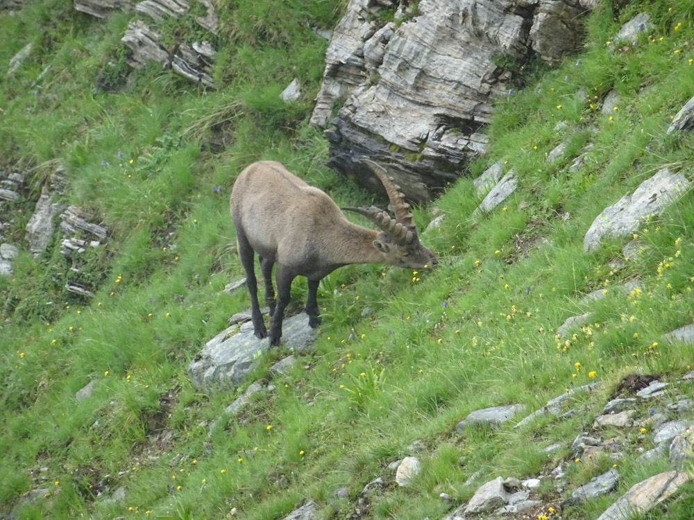 20210731 NF-Piz Bernina_Sascha-13.jpg