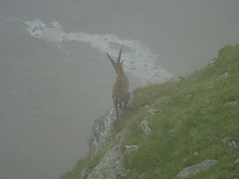 20210731 NF-Piz Bernina_Sascha-17.jpg