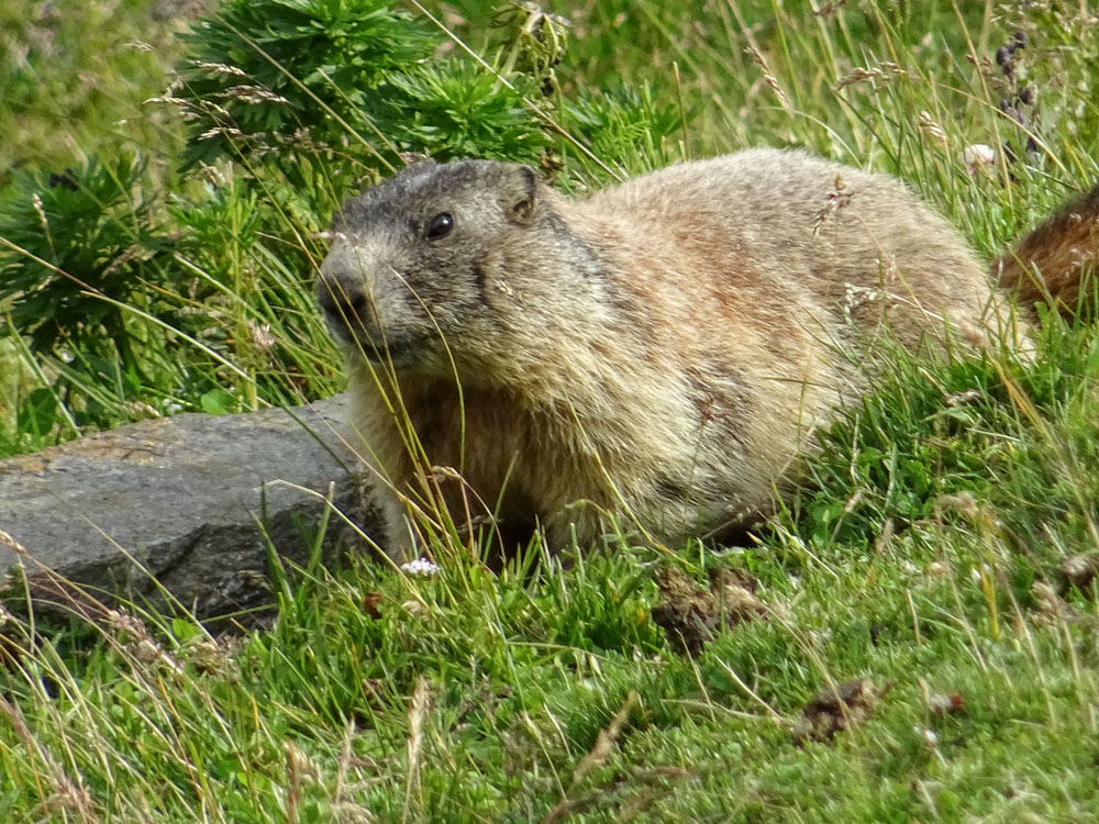 20210805 NF_Ötztal_Sascha-54.jpg