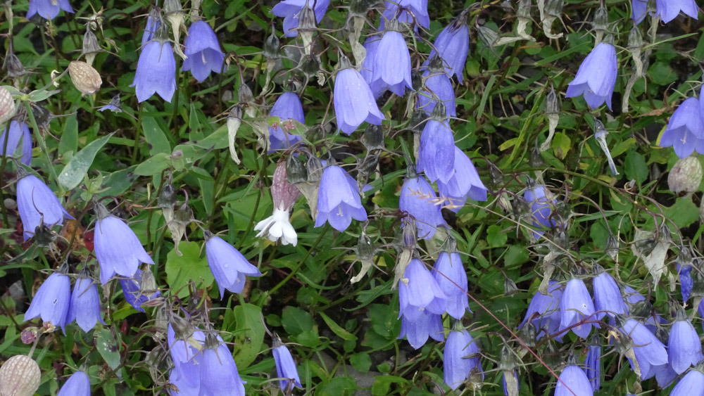 20210819 NF_Montafon_Heinz-90.jpg