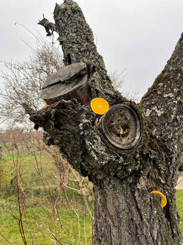 2021 NF_Tierweihnacht_Manu-2.jpg