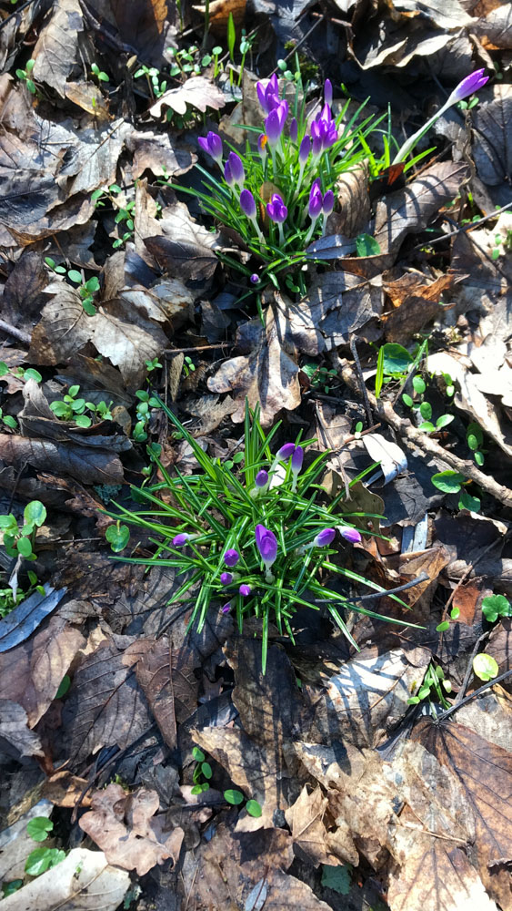 20220213 Wanderung Kühkopf-Knoblochsaue_Christine.jpg