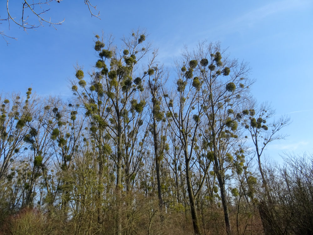 20220213 Wanderung Kühkopf-Knoblochsaue_Sascha-4.jpg