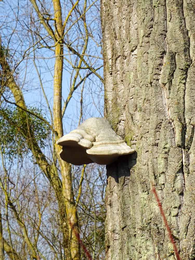 20220213 Wanderung Kühkopf-Knoblochsaue_Sascha-9.jpg
