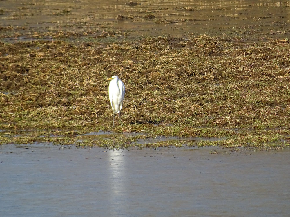 20220213 Wanderung Kühkopf-Knoblochsaue_Sascha.jpg