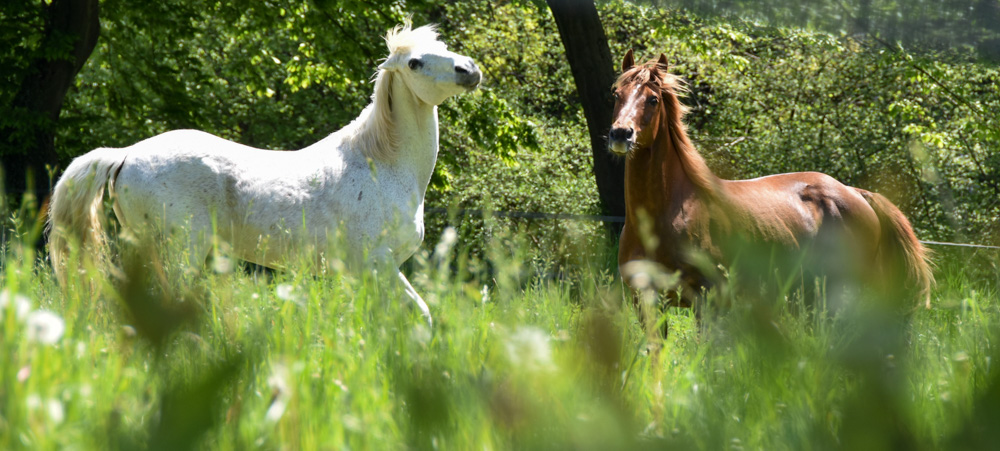 20220507 NF_Teutoburger Wald_Manuela-42.jpg